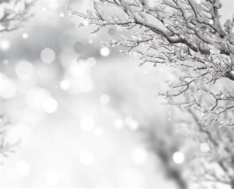 무료 이미지 나무 분기 눈 겨울 검정색과 흰색 햇빛 잎 호수 서리 못 날씨 단색화 크리스마스 시즌
