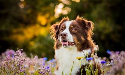 Shepherd Australian Dog Wallpapers Face Flower Shepherds