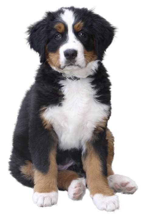 Dog Png Image Dogs Puppy Pictures Free Download