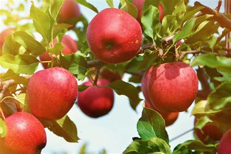 These apple tree leaves are customizable and available in all plant varieties. Planting Apple Trees - 3 Great Backyard Varieties To Plant This Fall!