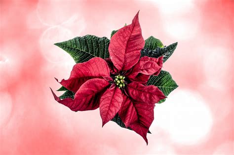 Christmas Flower Free Stock Photo Public Domain Pictures