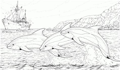 20 Free Printable Dolphin Coloring Pages