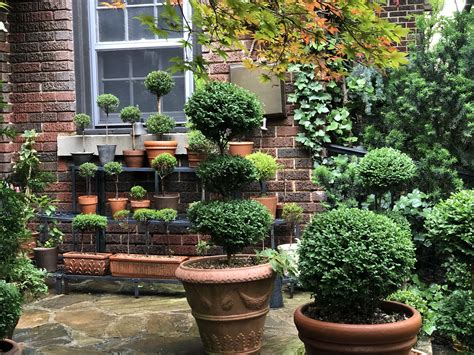 Boxwood Topiary On Back Porch Container Gardening Garden Urns Topiary
