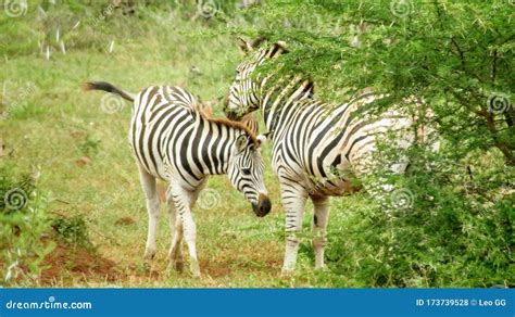 Two Zebras In The African Safari Stock Photo Image Of Hair Pink