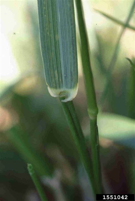 Schedonorus Arundinaceus Tall Rye Grass Go Botany