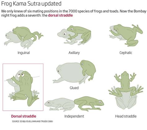 Doing It Froggy Style Kermit Sutras Seventh Position Revealed New