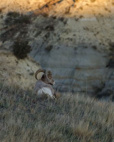 Resting Ram By Janelle Streed On Capture Dakota Male Bighorn Sheep