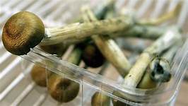 Magic mushrooms are the safest recreational drug, study says