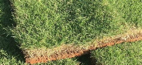 Maybe you would like to learn more about one of these? Zoysia - Top Turf Sod Farm