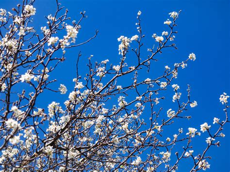 Cherry Blossoms Under Blue Sky Foca Stock