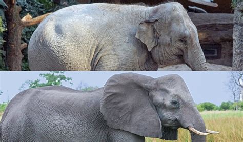 Diferencias Entre El Elefante Asiático Y El Elefante Africano