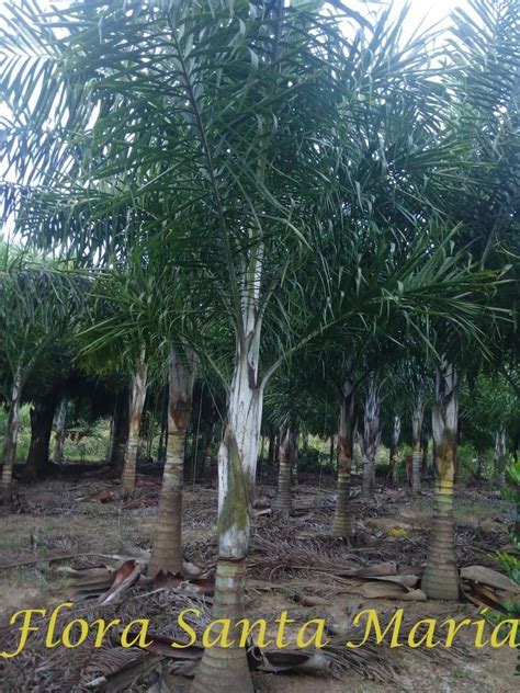 The town is situated on the west coast, about 4 km west of the island capital espargos. Palmeira Areca De Locuba Mudas 5mts Total 2mts Tronco - R ...