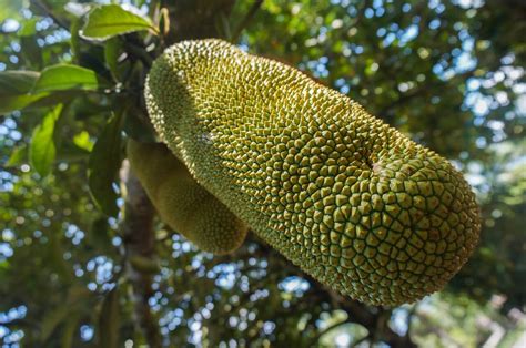 It looks almost like a jackfruit but it is not a jackfruit. Khasiat Cempedak Yang Mungkin Anda Tidak Tahu | Jiwa Sihat