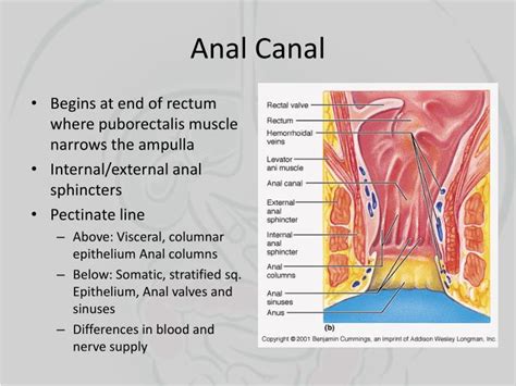 Ppt Colon Rectum Anal Canal Powerpoint Presentation Id705811