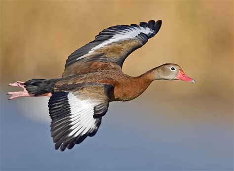 Filewhistling Duck Flight02 Natures Pics Edit1 Wikipedia