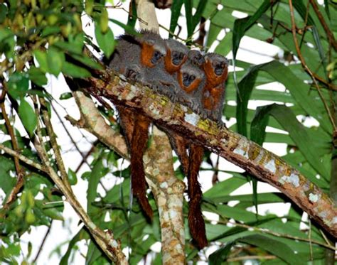 Callicebus Miltoni New Species Of Titi Monkey Discovered In Brazil