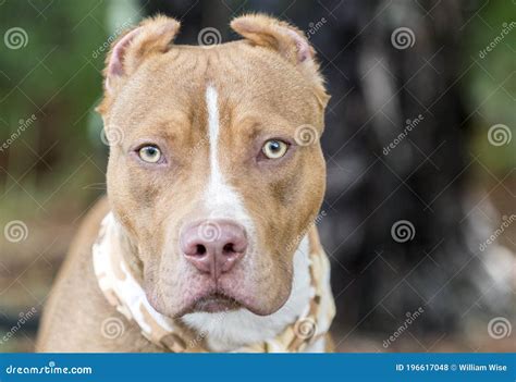 Red American Pitbull Terrier With Cropped Ears And Bandana Stock Photo