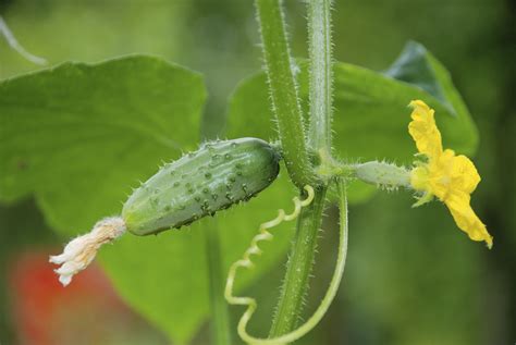 My Cucumbers Are Turning Yellow On The Vine Hunker Cucumber Plant