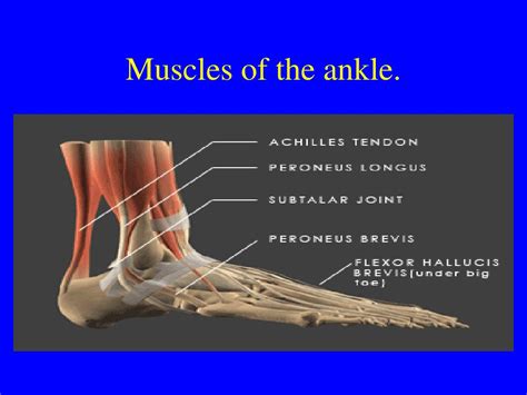 Ppt Ankle Sprains Powerpoint Presentation Free Download Id5492236