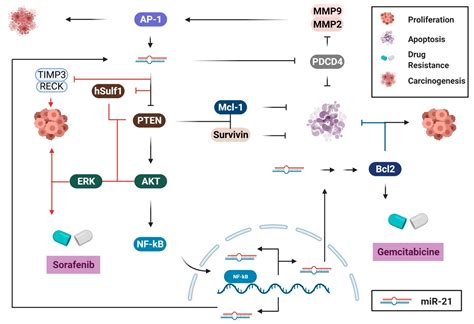 Biology Free Full Text Mir 21 In The Cancers Of The Digestive