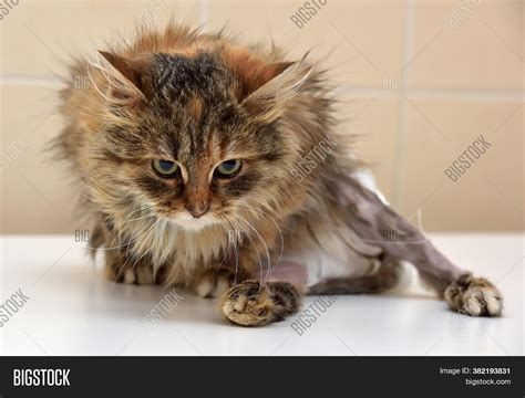 Sick Cat Who Suffered Image And Photo Free Trial Bigstock