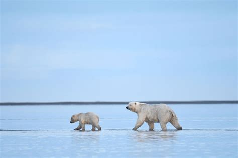 Wapusk National Park How To See Polar Bear Cubs In The Wild