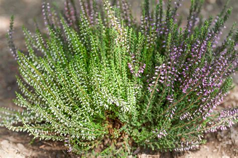 How To Grow And Care For Heather Shrubs