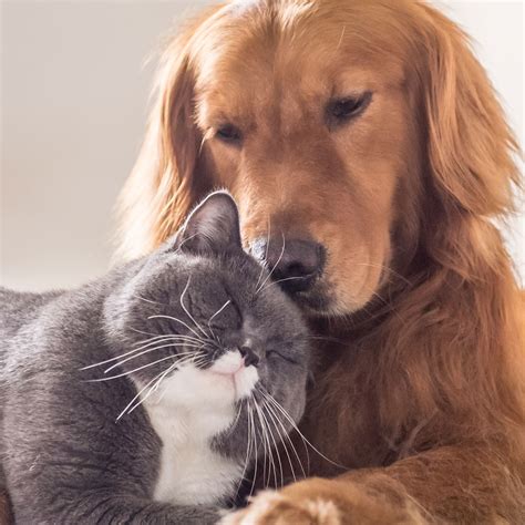 We review the best pet insurance companies based on cost, coverage, and in addition to affordable policies and an optional wellness rider, the company also offers a 10% discount for each pet you insure, making it the best. Pet Insurance | Pet Insurance for Dogs and Cats