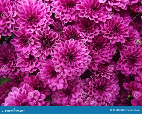 Purple Chrysanthemum Natural Background Stock Image Image Of Botany