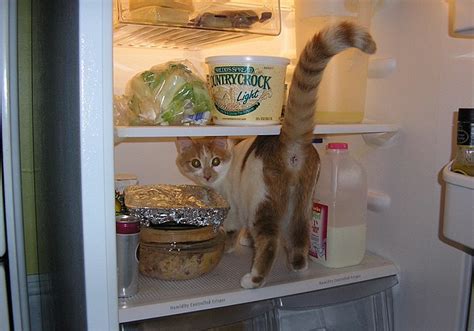 Where Do The Cool Cats Go To Chill Out The Fridge Of Course Daily