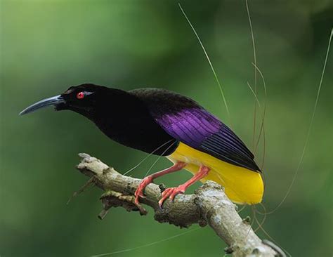 Rare Twelve Wired Bird Of Paradise Feathers For Collecting Feathers