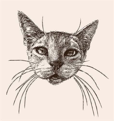 Head Of A Cat With The Whiskers Stock Vector Illustration Of Whiskers