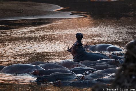 Hippos Hippos In The Luangwa River At Dusk Will Burrard Lucas Flickr