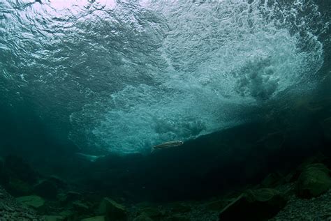 Underwater Photographer Gisli Arnar Gudmundssons Gallery Iceland