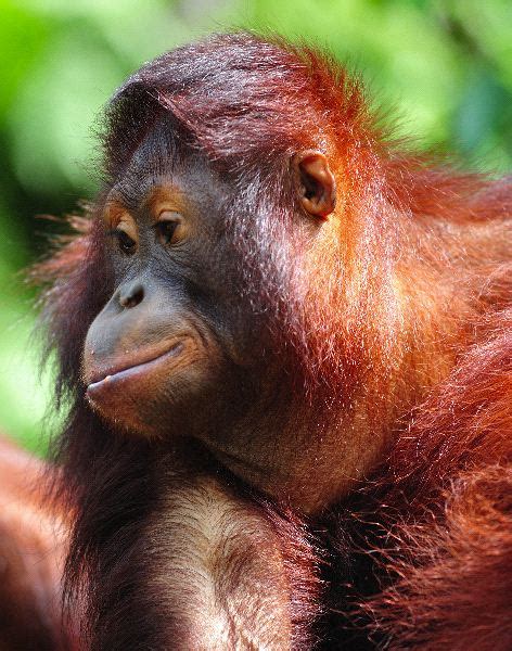Sumatran orangutans are only found on the the orangutans are two species of great apes known for their intelligence and their long arms and. Orangutan With Reddish Brown Hair - Orangutan Facts and ...