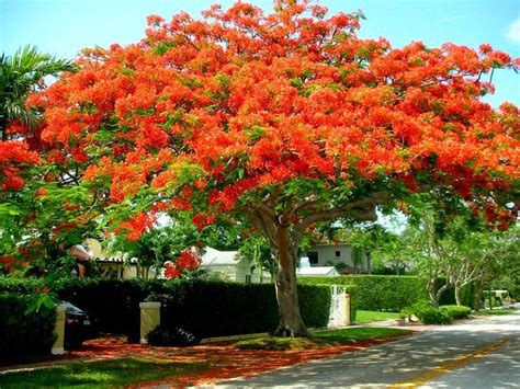 A Tree With Bright Red Flowers In Front Of A House