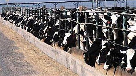 Concentrated Animal Feeding Operations Cafos The Basics Opb