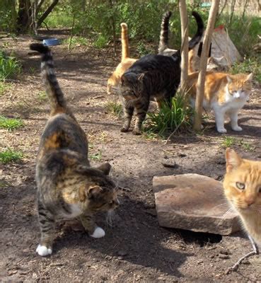 Because the cats' only ties are with. Pennsylvania township disputes care and feeding of Stray ...