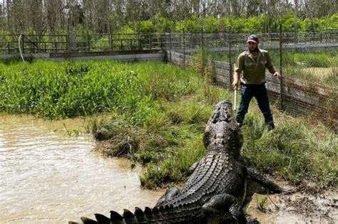 Un Bărbat A Fost Salvat Din Gura Unui Crocodil De 5 Metri Avea șanse