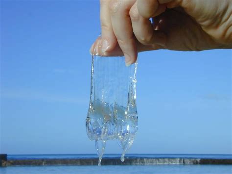 Will Venomous Irukandji Jellyfish Reach South East Queensland