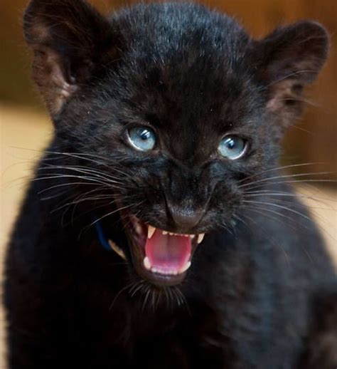 Pin By Saskia B On Pantherdelight Big Cats Baby Panther Cats