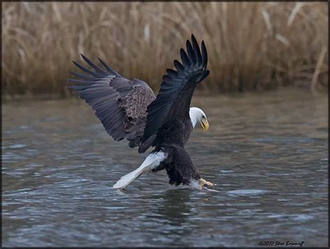 James River Eagles 20122sb2414 American Bald Eagle