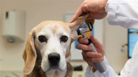 Ear Mites In Dogs Signs Treatments And Prevention Bechewy