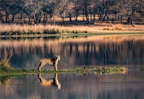 Visiter Le Parc National De Ranthambore