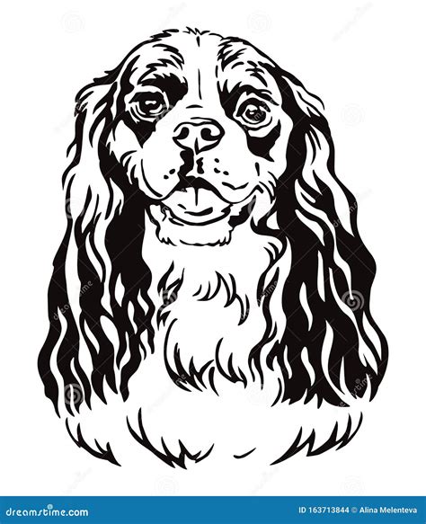 Decorative Portrait Of Cavalier King Charles Spaniel Vector