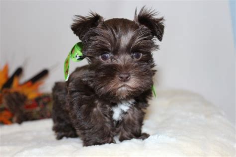 My beautiful miniature schnauzer puppies are ready for their new homes, 2 gorgeous girls, they enter your email address to receive alerts when we have new listings available for schnauzer. Toy, Teacup and Miniature Schnauzer Puppies For Sale ...