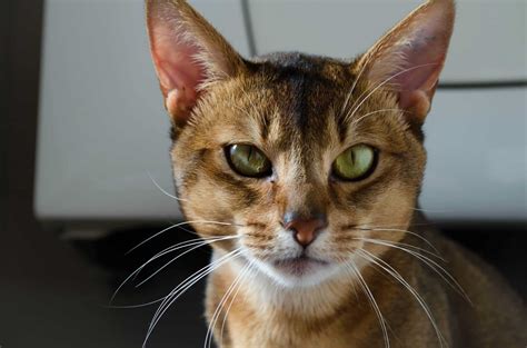 9 Of The Oldest Cat Breeds Still Around Today Cole And Marmalade