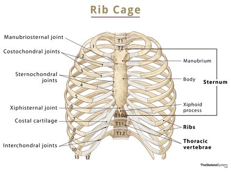 Ribs Skeleton Diagram