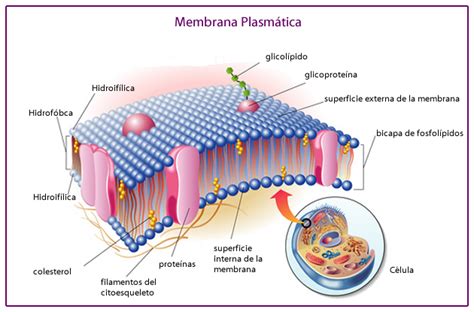 Membrana Plasmática Estructura Y Funciones Membrane Structure Biology
