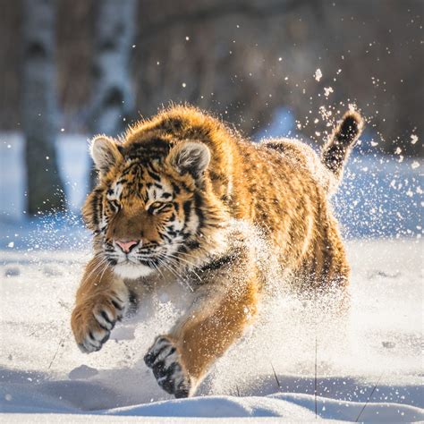 2048x2048 Cute Tiger Cub Running Ipad Air Hd 4k Wallpapersimages